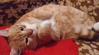 What Waking Up to My Cat Looks Like