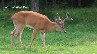 North America's Deer