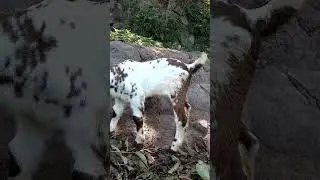 Beautiful baby goat❤️❤️🐐🐐