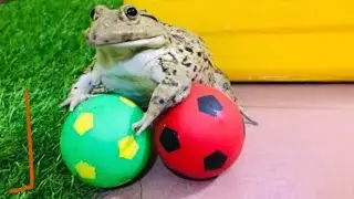 Best fighters frog 🐸  funny frog screaming frog 🐸