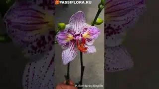 P. Ever Spring King ES