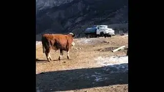 большие быки