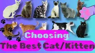 Choosing The Best Cat/Kitten For Your Home