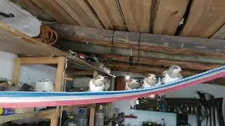 Ласточки учатся летать