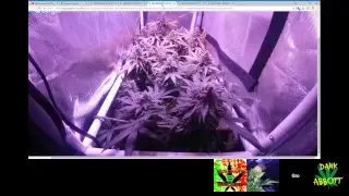 Sunday Funday!!!!Transplant Veg Tent Revision?!?!