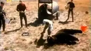 Жесть! Бешеный гризли!