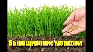 Выращивание моркови. Основные этапы выращивания моркови.