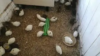 Обзор птичника в сентябре. Что меняю.