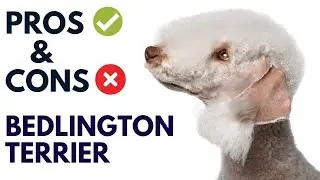 Bedlington Terrier Dog Pros and Cons | Bedlington Terrier Advantages and Disadvantages