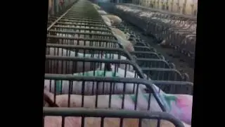 Позакривали пиздаки