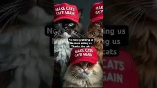 #cat #kitten #funny #kittypets #kittycat #catlover #pets #petlover #cute #debate #trump