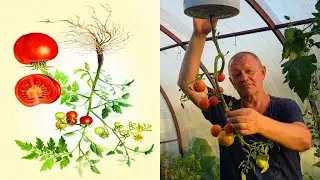 Tomato 🍅 grow upside down!