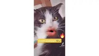 Смешной кот Семён из Тик Ток#невскаямаскарадная #тикток #tiktok