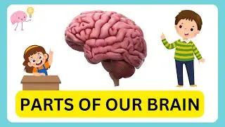 PARTS OF OUR BRAIN | LEARN ABOUT HUMAN BRAIN