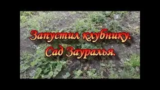 Started strawberries.Garden Of The Urals.