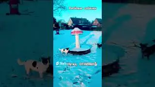 НАШИ ВЕСЁЛЫЕ СОБАЧКИ🐕✨ИГРА В ДОГОНЯЛКИ✨🐶