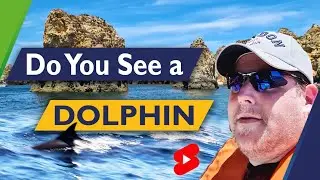 CURIOUS SPECIES | Do You See What I See? 