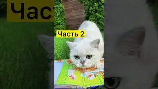Как на разных языках звучит слово кошка, часть 2#котики #кот