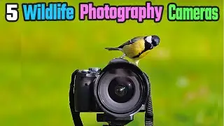 Top 5 Best Cameras For Wildlife Photography 2024