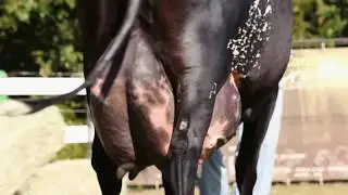 A melhor vaca de leite do mundo