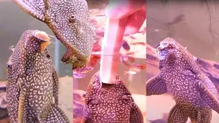 Best Pleco Mukbang #2