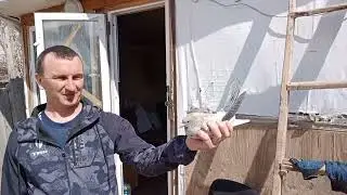 Наши бойные Голуби! Показ шеек для Виктора!