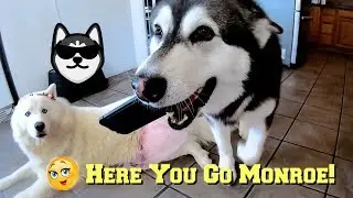 Malamute Gives Husky Phone To Search For Breakfast Recipes