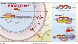 Immunology Training and T cells