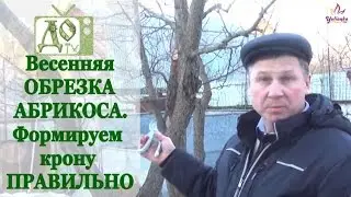 APRICOT SPRING PRUNING. Shaping the Crown CORRECTLY / DelaOgorodnieTV