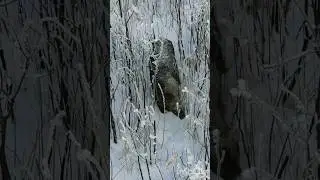 Кабан. Думает что спрятался в кустах.
