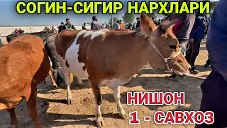 22 апреля 2025 г. Кашкадарё Нишон Мол бозори СОГИН-СИГИР НАРХЛАРИ 2025 Nishon mol bozori