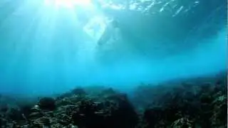 Reef Imaginarium