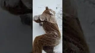 Objee Short: 2Hyped2Hibernate
