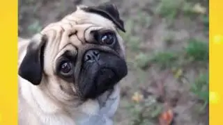 Dünyanın En Küçük Köpek Cinsleri