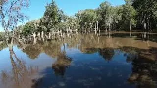 Banksia Fly Through over flood water. DJI FPV