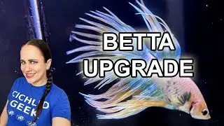 New Bettas - Upgraded my Store Betta Display