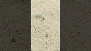 Cute Birds