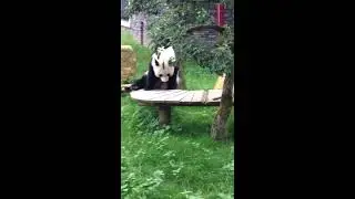 De panda Xing-ya (de jongen)