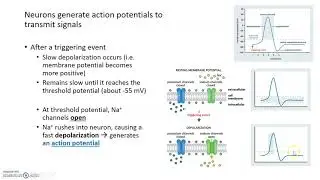 Neuron Anatomy and Action Potentials