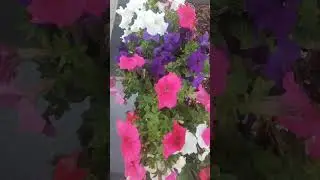 Цветы кругом 🌺🌿 красота! / Flowers all around 🌺🌿 beauty!