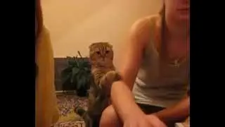 Lütfen Benimle İlgilen - Komik Kedi - (http://www.delinetciler.net)