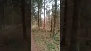 Center Parcs Nature Trail Walk #centerparcs #youtubeshorts #nature #lakedistrict #muddytrails