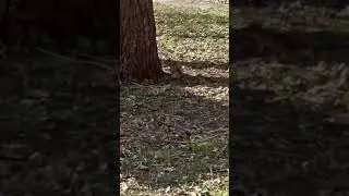 У нас во дворе живет белочка!