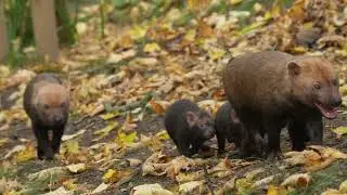 Zoo Welcomes Birth of Four Rare Bush Dog Babies - 1534095
