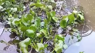 গ্রামবাংলায় ঝাকি জালে মাছ ধরা।