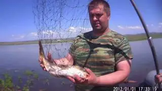 Сыдинский залив. Ловля Карпа на спининг.