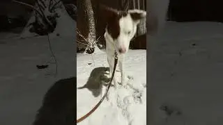 Snowball Fetch #bordercollie #dogoftheday #shorts