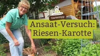 Growing giant carrots - a sowing experiment