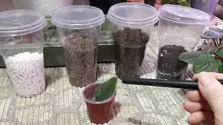 How to Propagate Violets Even in Winter? How to Create Conditions for Leaf Propagation?
