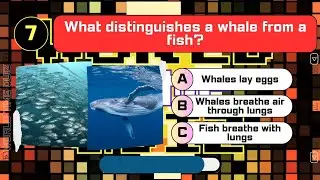 Guess the Simililar Animals & Difference Animals